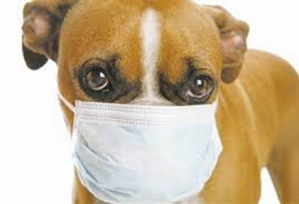 全球首例！狗确诊新冠病毒 或被人传染