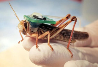 美国研发半机械蝗虫 控制大脑检测爆炸物