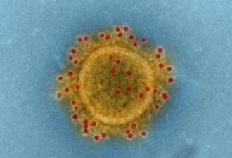 巴西对新冠肺炎病毒测序:与中国发现的不同!