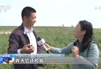 中国专家:蝗虫进入交配繁殖期 情况比预想严重