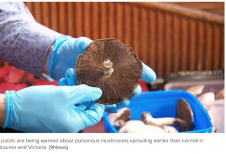 警告！全世界最毒蘑菇流入澳洲市场