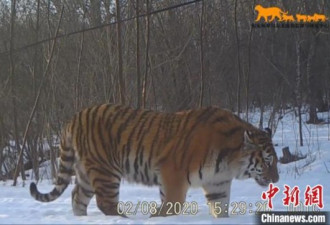 吉林公布东北虎豹影像:正自由地生存繁衍