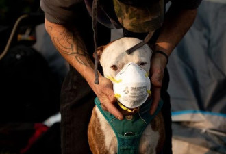 香港对新冠肺炎患者宠物狗呈弱阳性反应