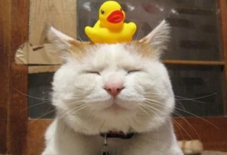 一只日本土猫的离世 为何让中国网友哭崩了？