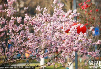 南京：惊蛰节气早樱盛开 花团锦簇春意浓浓
