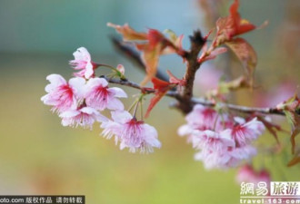 南京：惊蛰节气早樱盛开 花团锦簇春意浓浓
