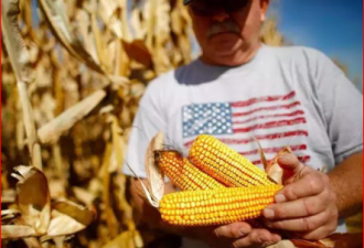中国购买的美国玉米量创近七年新高