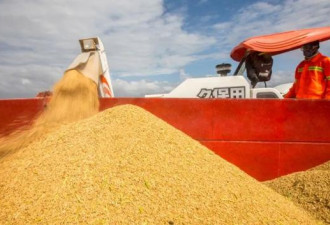 多国限粮食出口 中国这条红线坚持得太对了