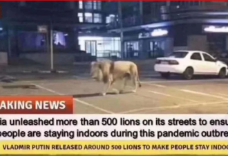 普京为阻止居民出门放狮虎上街？按传统应放…