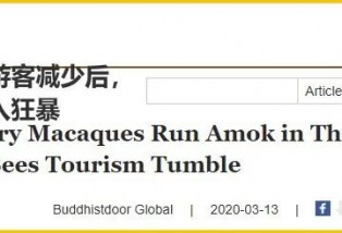 因为少了中国游客，全球整个生态圈都乱了