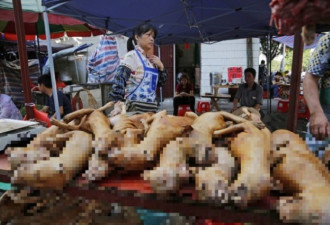深圳宣布5月起禁吃猫肉、狗肉