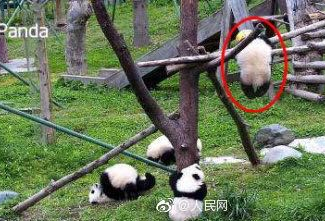 痛心，大熊猫宝宝凌晨绳索缠颈意外身亡