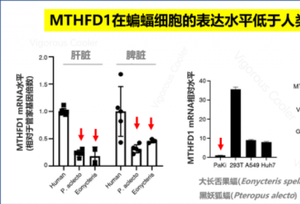 清华等团队从蝙蝠中发现新冠病毒抑制剂