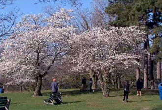 正值踏春赏樱季！多伦多最美公园将关闭