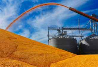 中国扩大进口美国农产品数量 玉米上调百万吨