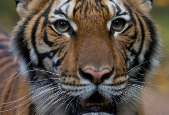 被工作人员传染 纽约动物园老虎确诊新冠肺炎