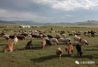蒙古国赠送的3万只羊什么时候赶过来？消息来了