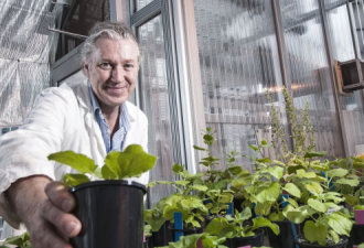 希望！澳洲这种植物被视为“生物工厂”