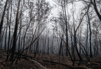 新州环境保护局被山火幸存者告上法庭！