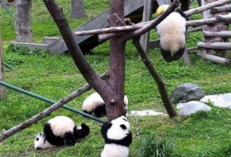 中国大熊猫中心回应熊猫幼崽窒息死亡惨剧
