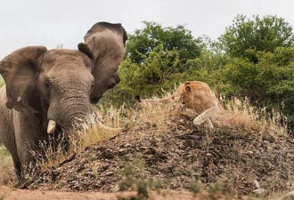 防疫锁国没游客 南非野生动物园大象沮丧
