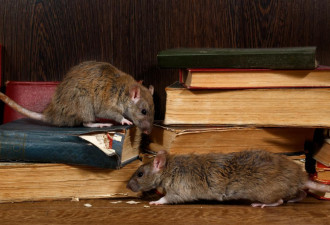 疫情期间！老鼠成灾，可能携带35种疾病！