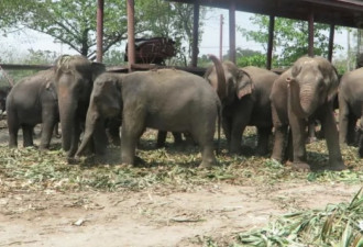 “中国游客不来，泰国上千头大象要饿死了！&quot;