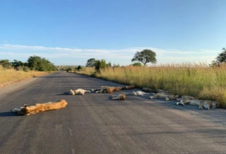 8只狮子躺在马路上睡大觉！动物撒得更欢了