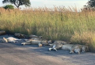 8只狮子躺在马路上睡大觉！动物撒得更欢了
