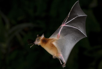 专家认为:“可怕的蝙蝠”是人类伙伴而非敌人