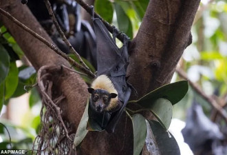 澳洲发现蝙蝠传播的又一新型病毒！