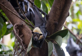 蝙蝠又现新型病毒，恐导致澳洲国宝灭绝！