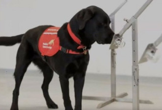 抗疫新武器 英国训练侦查犬 把新冠患者闻出来