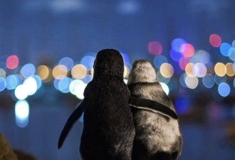 墨尔本两只小蓝企鹅互相依偎看夜景照走红