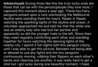 墨尔本两只小蓝企鹅互相依偎看夜景照走红