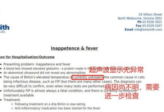 澳华女网文斥责猫舍卖病猫，“猫财两空”！