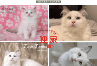 澳华女网文斥责猫舍卖病猫，“猫财两空”！