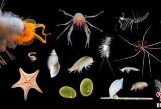 澳深海发现多种新物种 包括已知最长动物