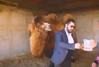 伊朗“医生”喝骆驼尿称能治新冠...