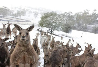 澳洲入深秋寒意入骨，新州还没入冬就要下雪