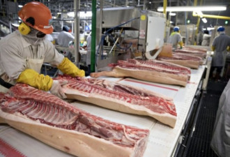 美国猪肉加工厂 爆373名员工无症状感染