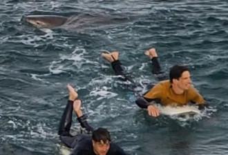 澳男冲浪被鲨鱼尾随，腿部被咬受伤