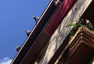 澳女家中喂鸽子，引邻居不满投诉！