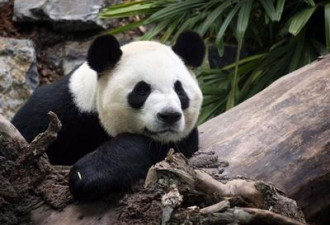 没有竹子加拿大两只租借的大熊猫提前归还中国