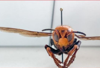 杀手潜入美国：华盛顿州发现巨型亚洲大黄蜂