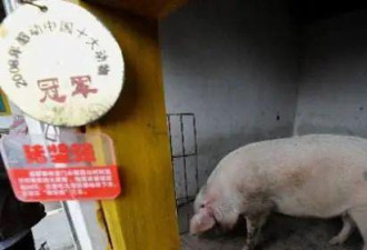 猪坚强还活着！汶川地震曾被困36天饿瘦200斤