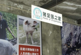 猪坚强还活着！汶川地震曾被困36天饿瘦200斤