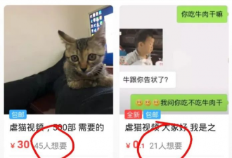 卧底虐猫群11天后，我曝光了虐猫者