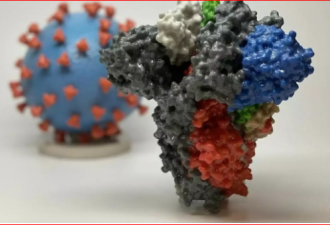 对付新冠病毒 荷兰研究人员发现新抗体