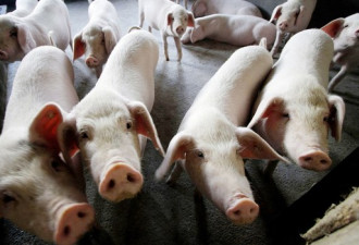 新冠疫情加剧粮食危机 中国大买美国猪